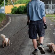 Projekt opieki nad zwierzętami