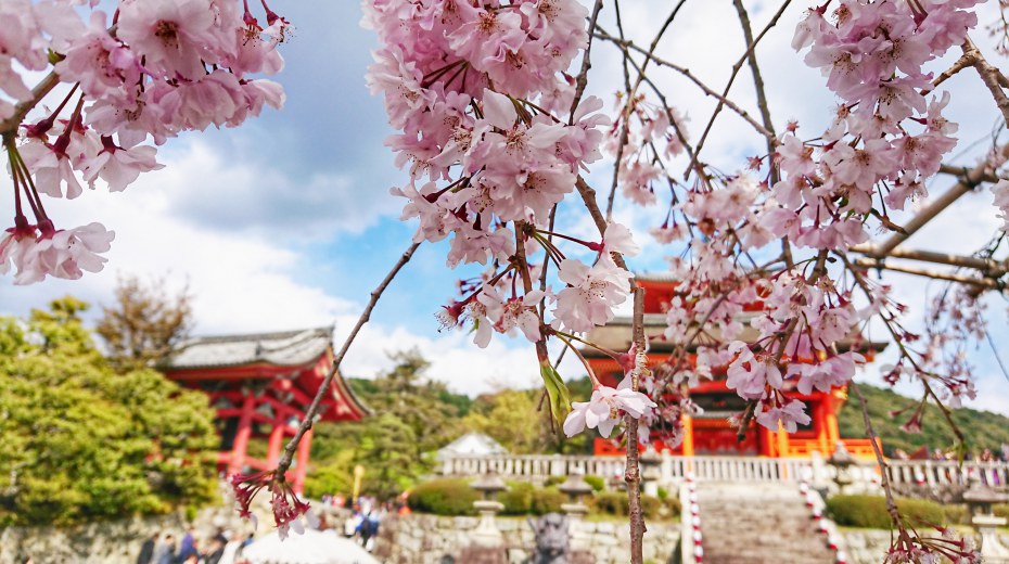 "MANDATORY" Package - Cherry Blossom HANAMI * (high season)