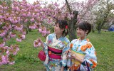 "MANDATORY" Package - Cherry Blossom HANAMI * (high season)