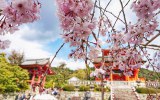 "MANDATORY" Package - Cherry Blossom HANAMI * (high season)
